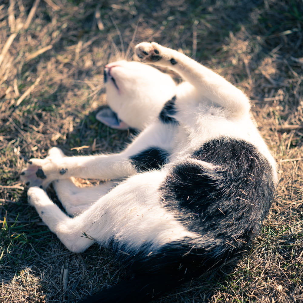 gato blanco y negro acostado sobre hierba marrón