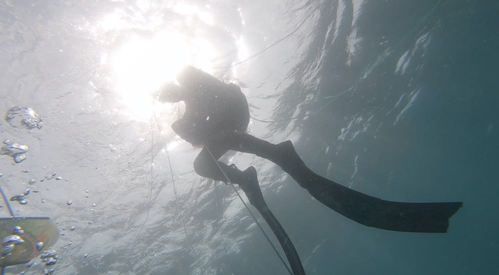 woman in black and white bikini under water