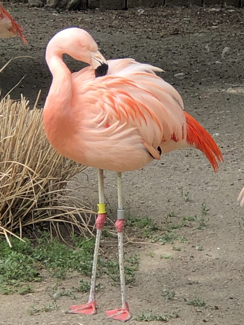 pink flamingo on brown soil during daytime