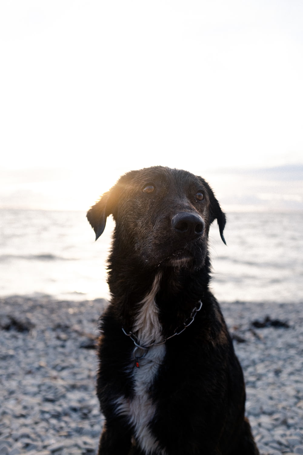 black labrador retriever with black leash on beach during daytime