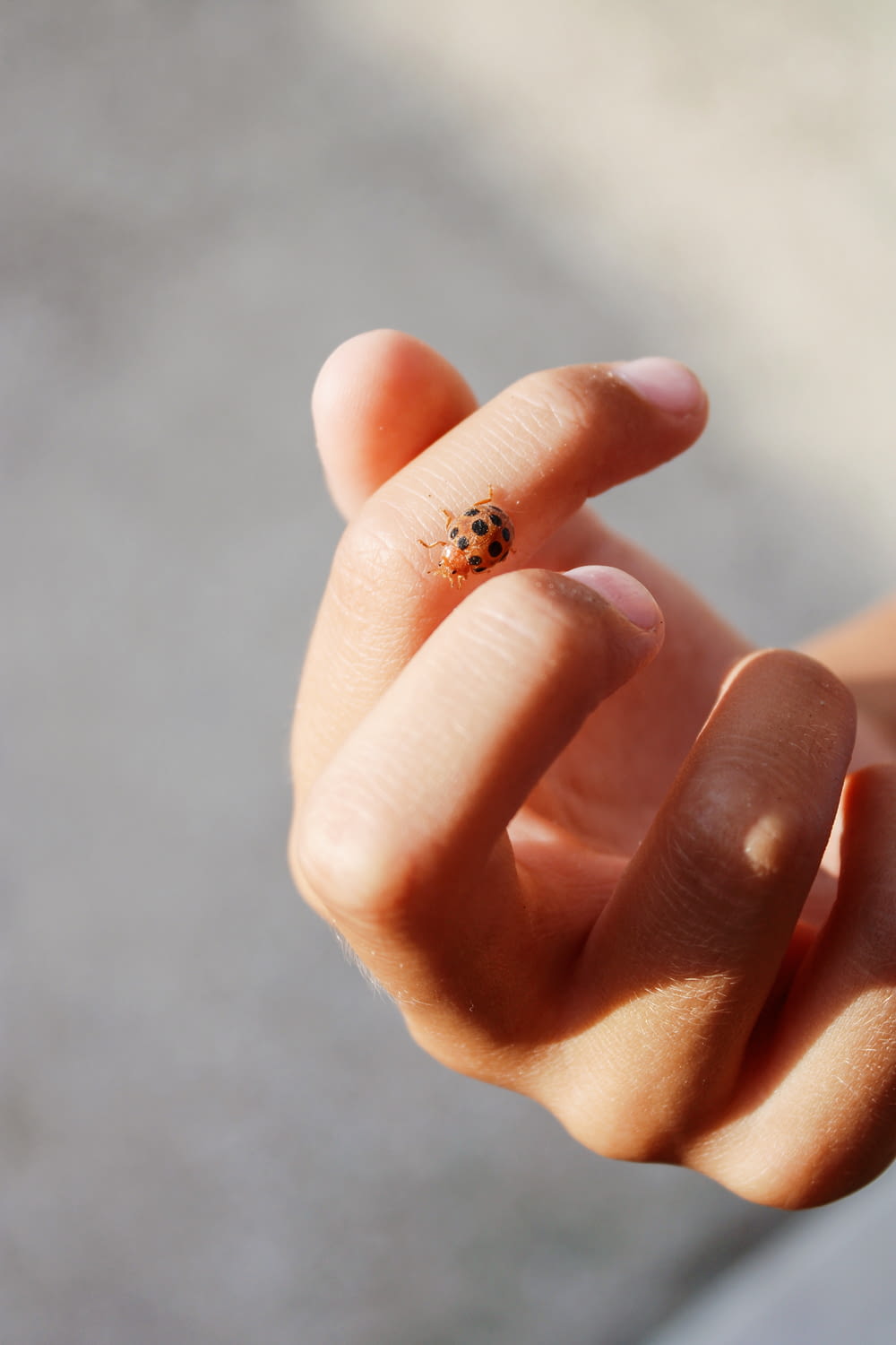 brown and black ladybug on persons finger
