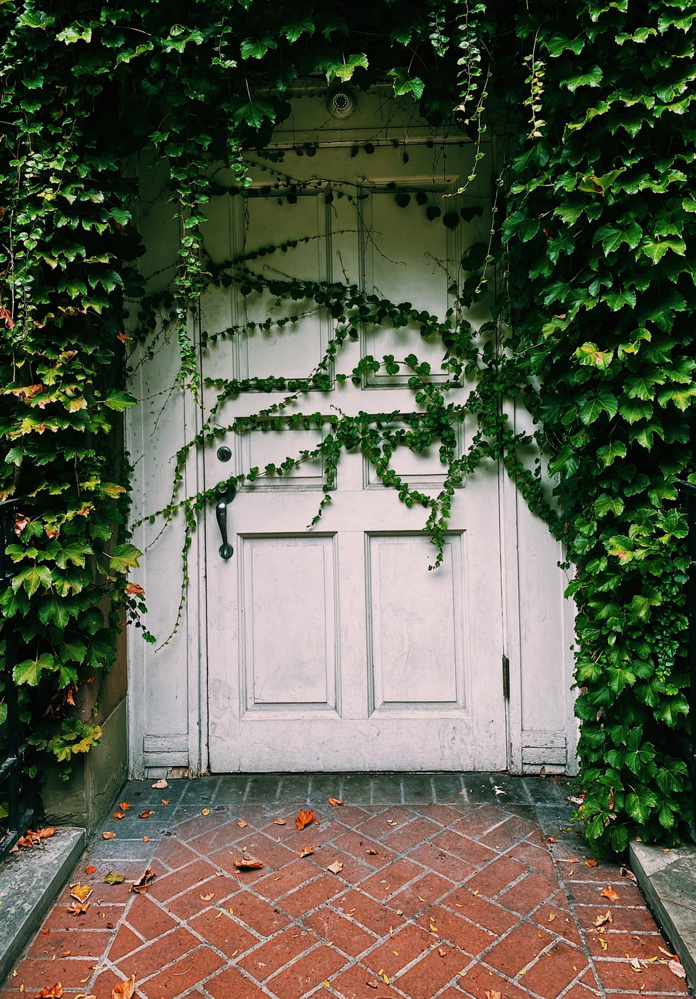white wooden door with green vines
