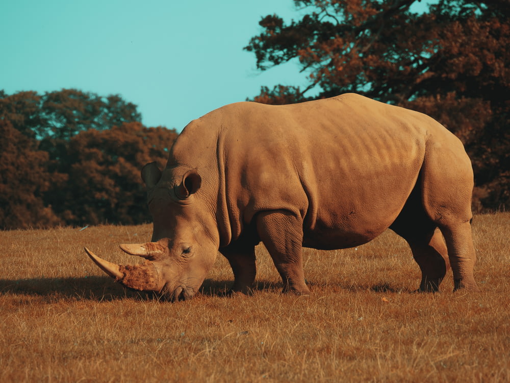 rinoceronte marrone su campo di erba marrone durante il giorno