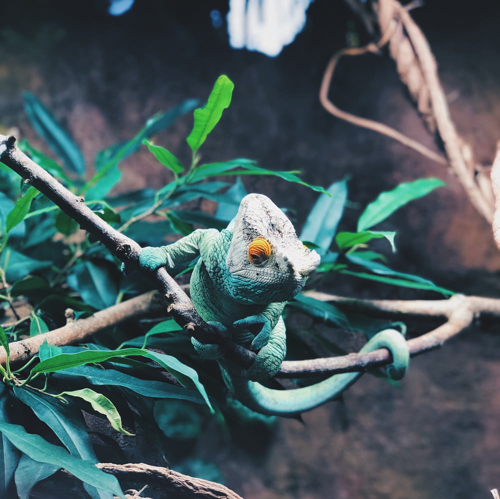 green and white chameleon on brown tree branch