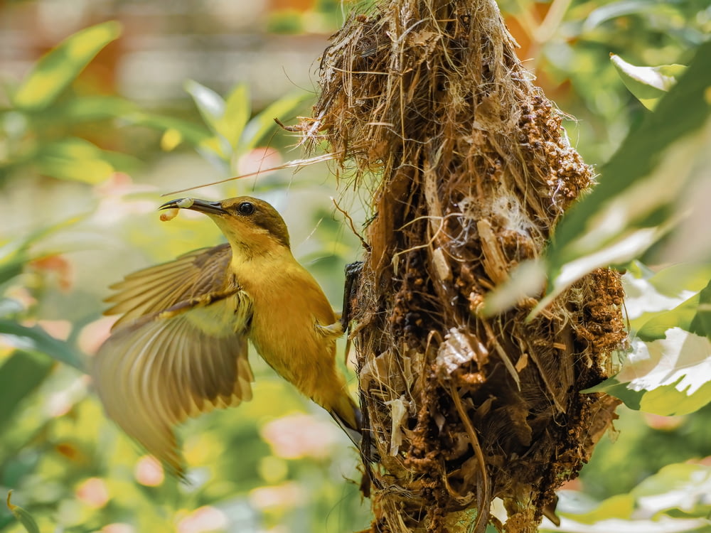 oiseau jaune sur un nid brun pendant la journée