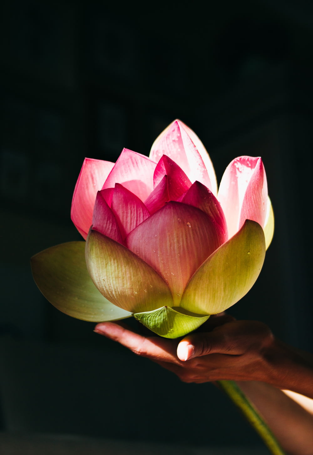 pink and white lotus flower