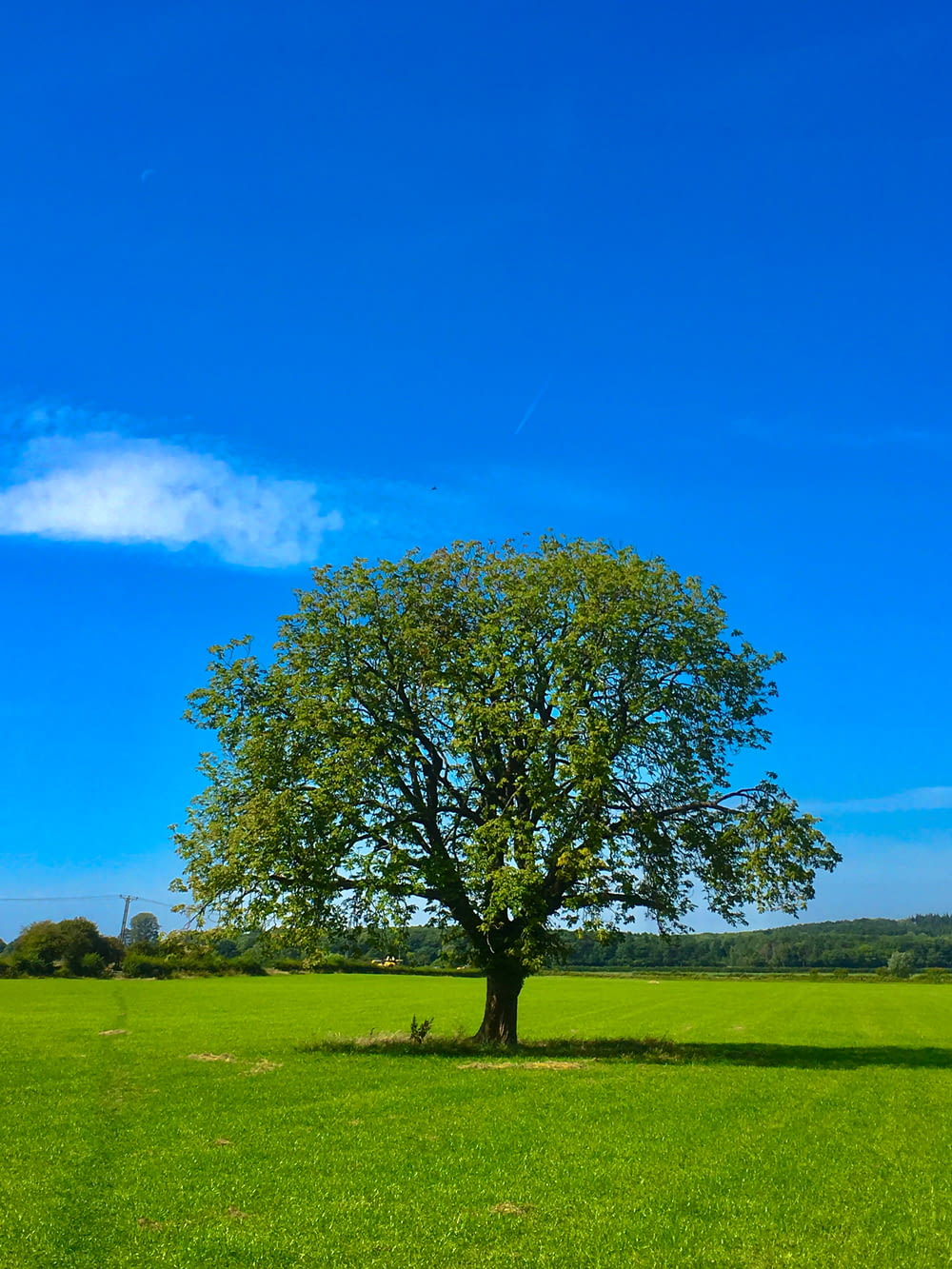 낮 동안 푸른 하늘 아래 푸른 잔디밭에 푸른 나무
