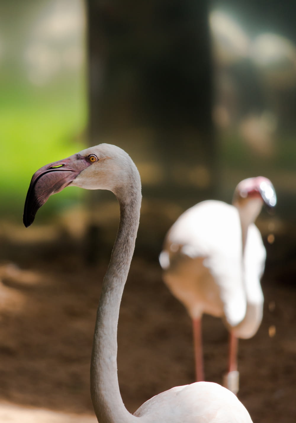 white flamingos in tilt shift lens