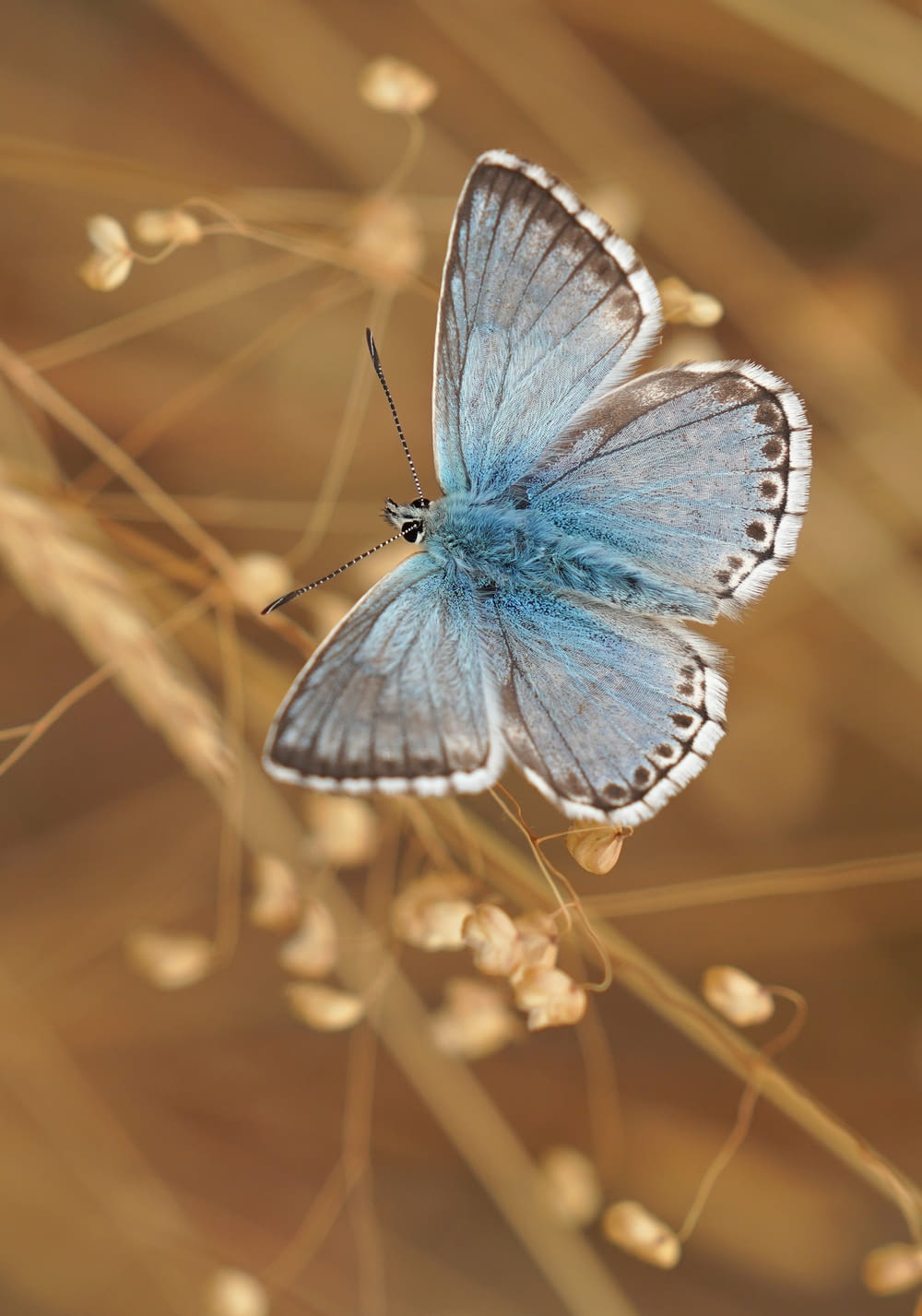 blue and white butterfly perched on brown plant