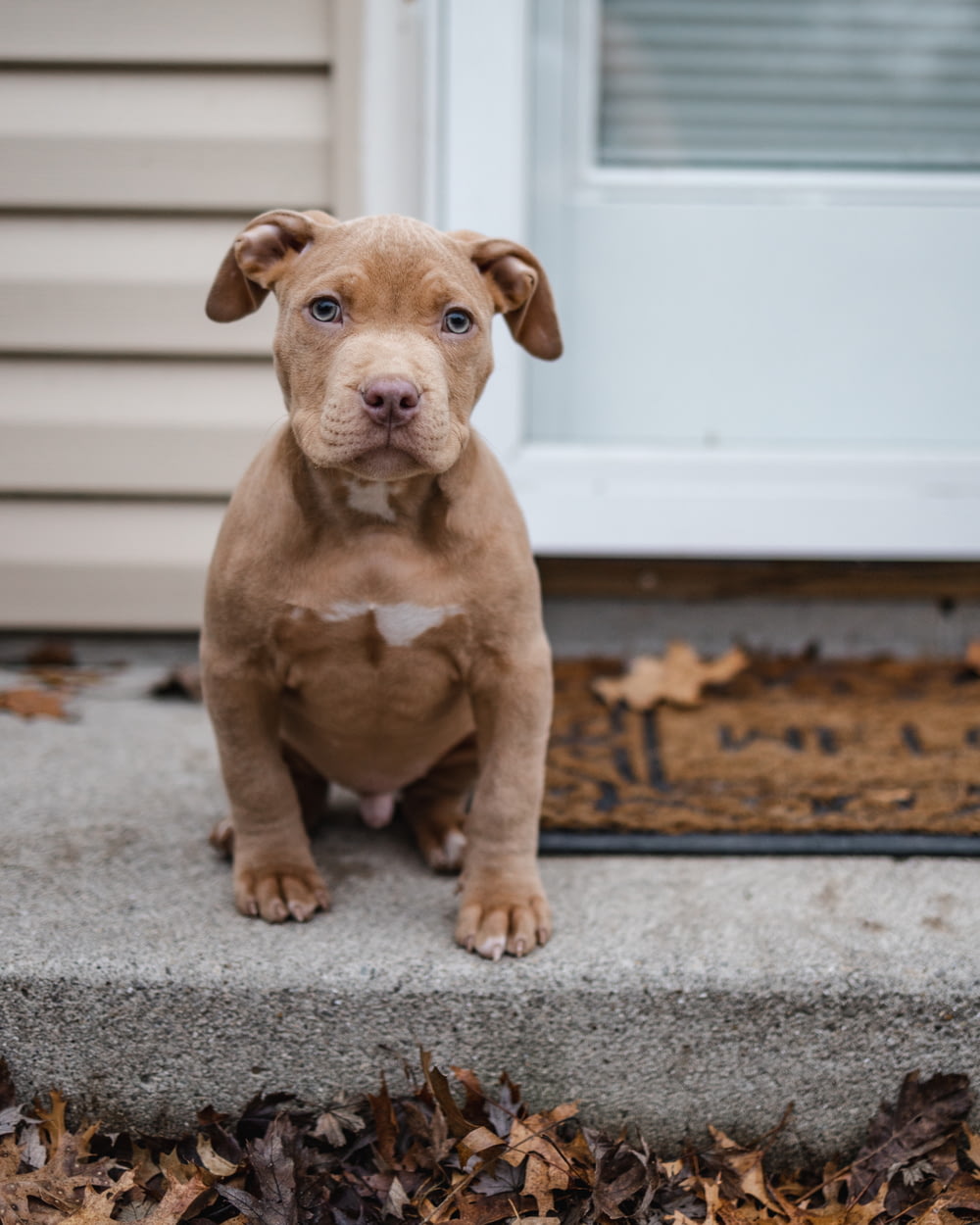 brown and white american pitbull terrier puppy sitting on gray carpet