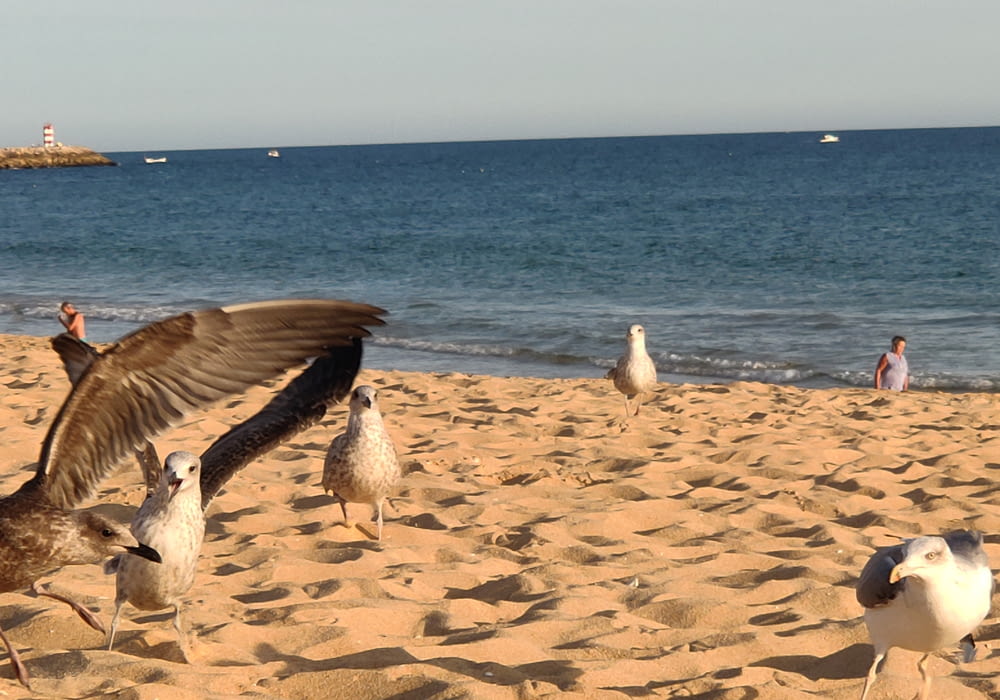 white and brown birds on beach during daytime
