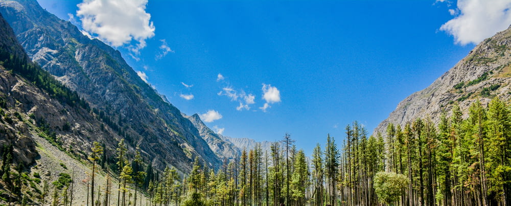 green trees near mountain under blue sky during daytime