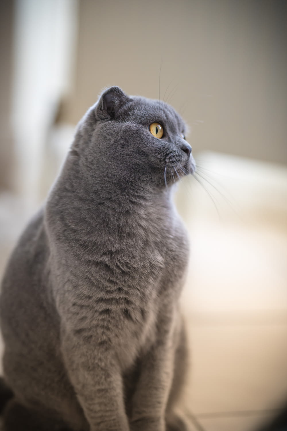 russian blue cat in tilt shift lens