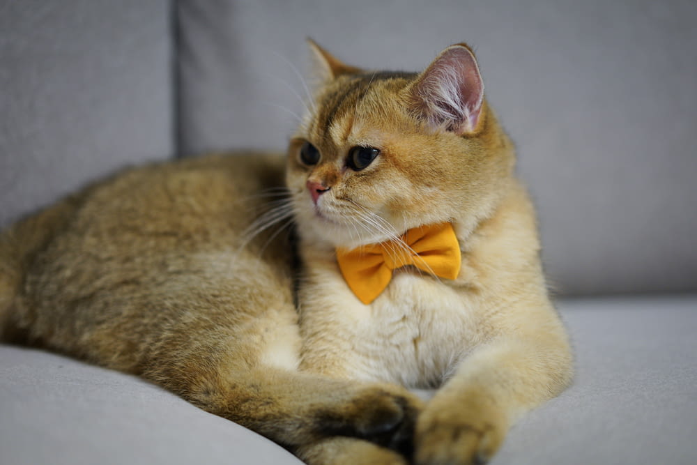 orange tabby cat with red bowtie sitting on brown textile