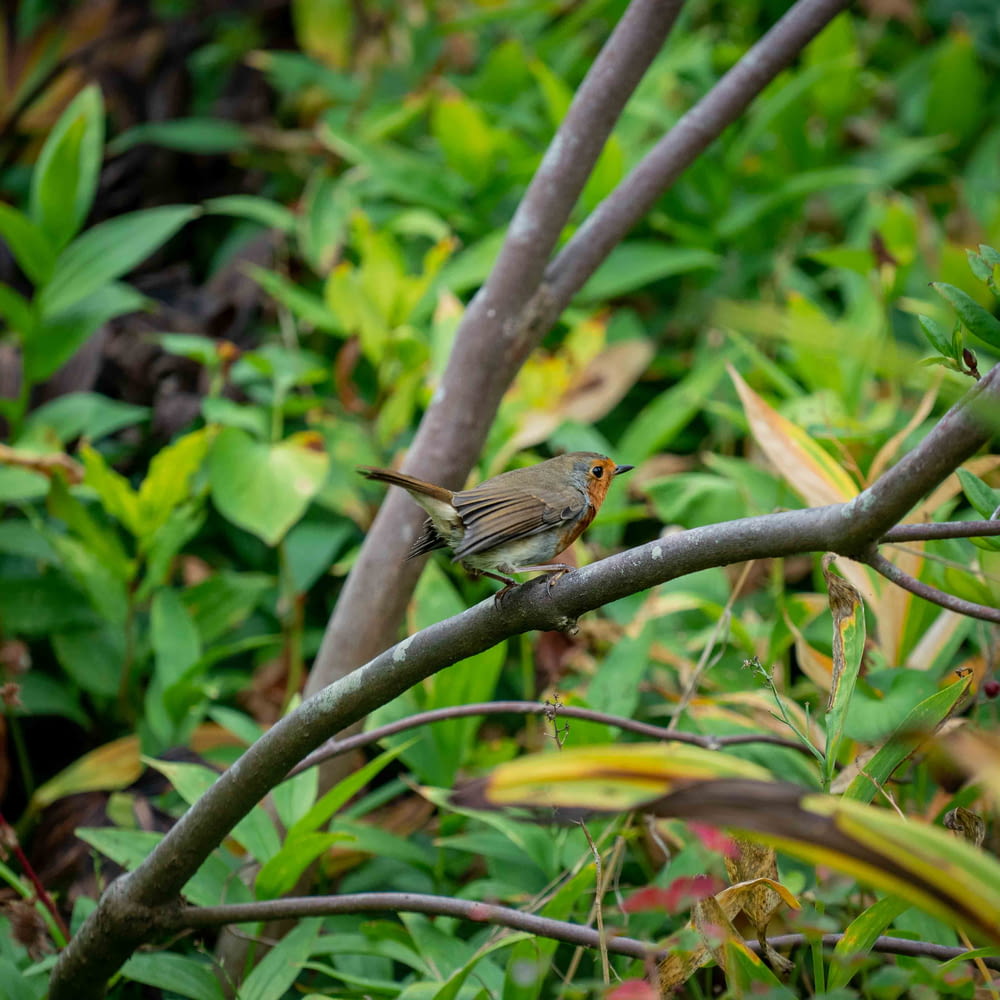 pássaro marrom na planta verde durante o dia