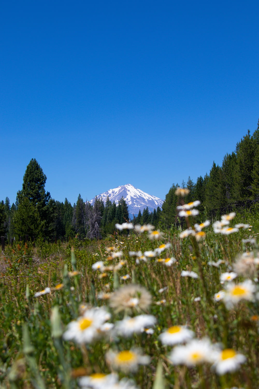 fleurs blanches sur un champ d’herbe verte près d’une montagne enneigée pendant la journée