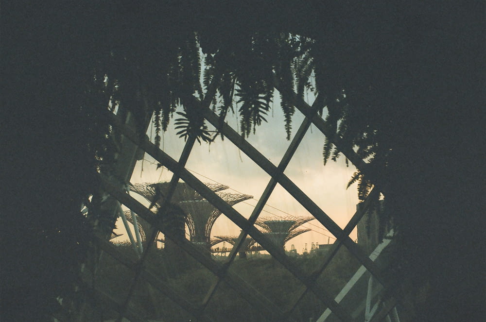Silueta de palmeras durante el día