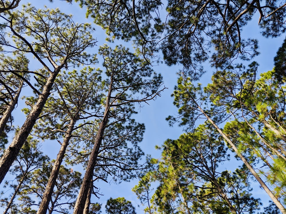 green and brown trees under blue sky during daytime