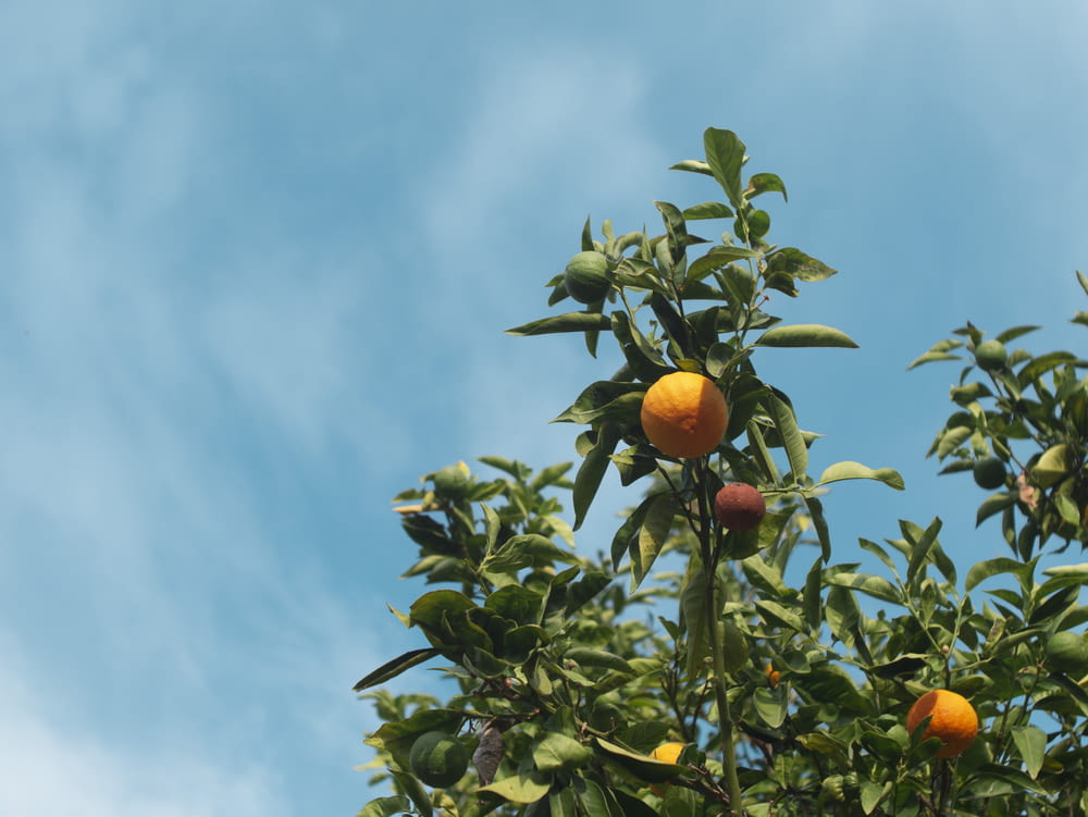 Tagsüber Orangenfrüchte am Baum
