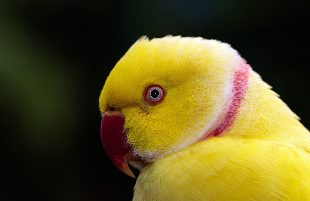 uccello giallo e rosso in primo piano fotografia