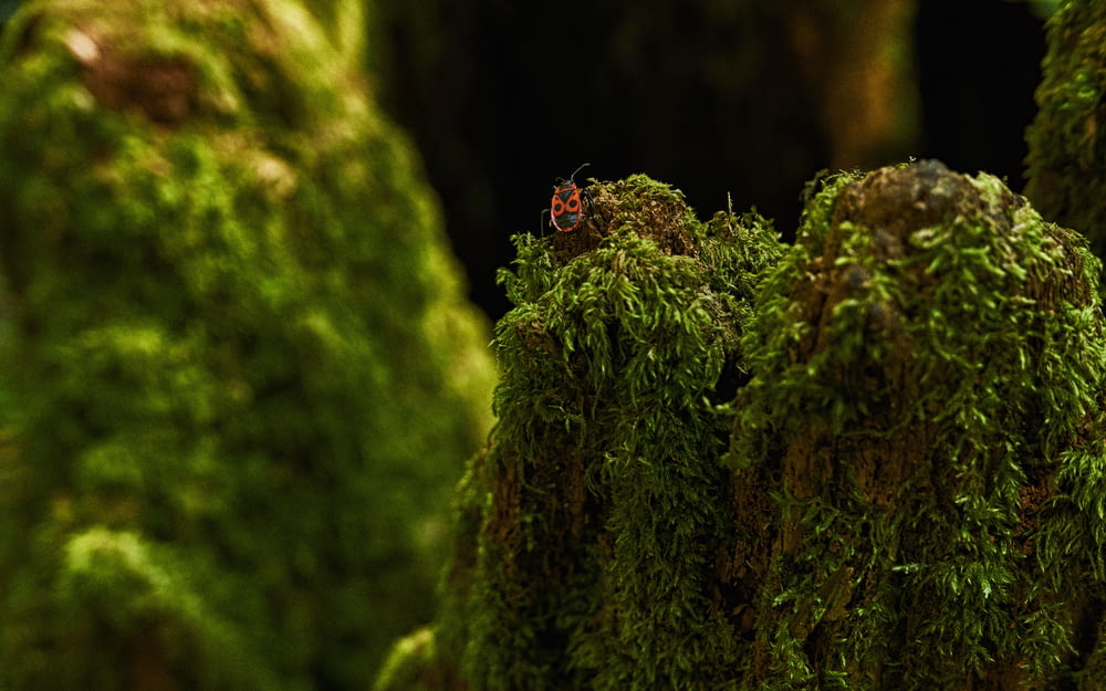 red ladybug perched on green moss in close up photography during daytime