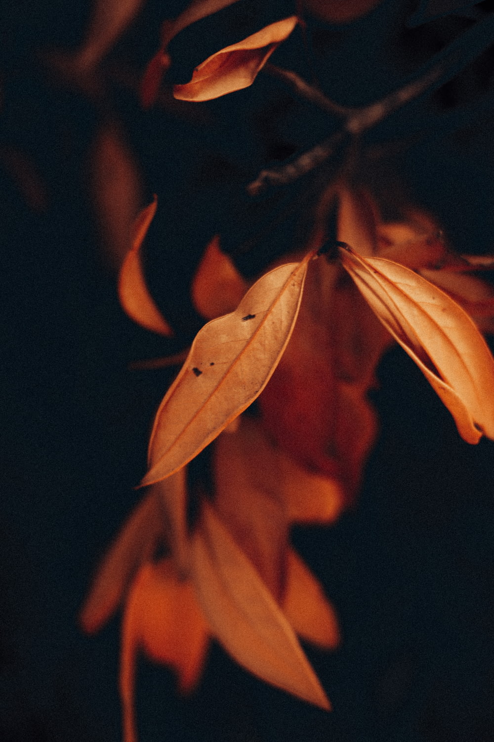 brown leaves in dark room