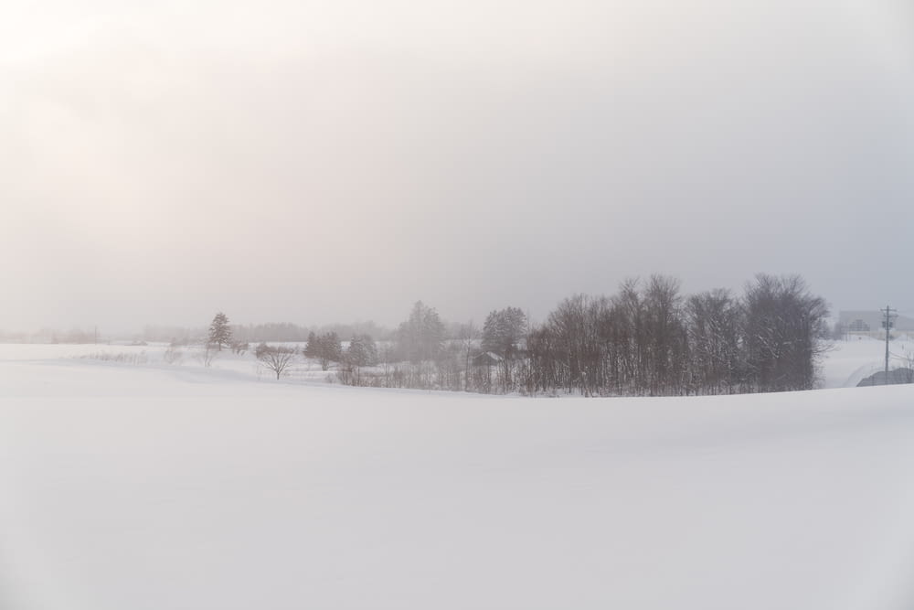 日中の雪に覆われた野原や木々