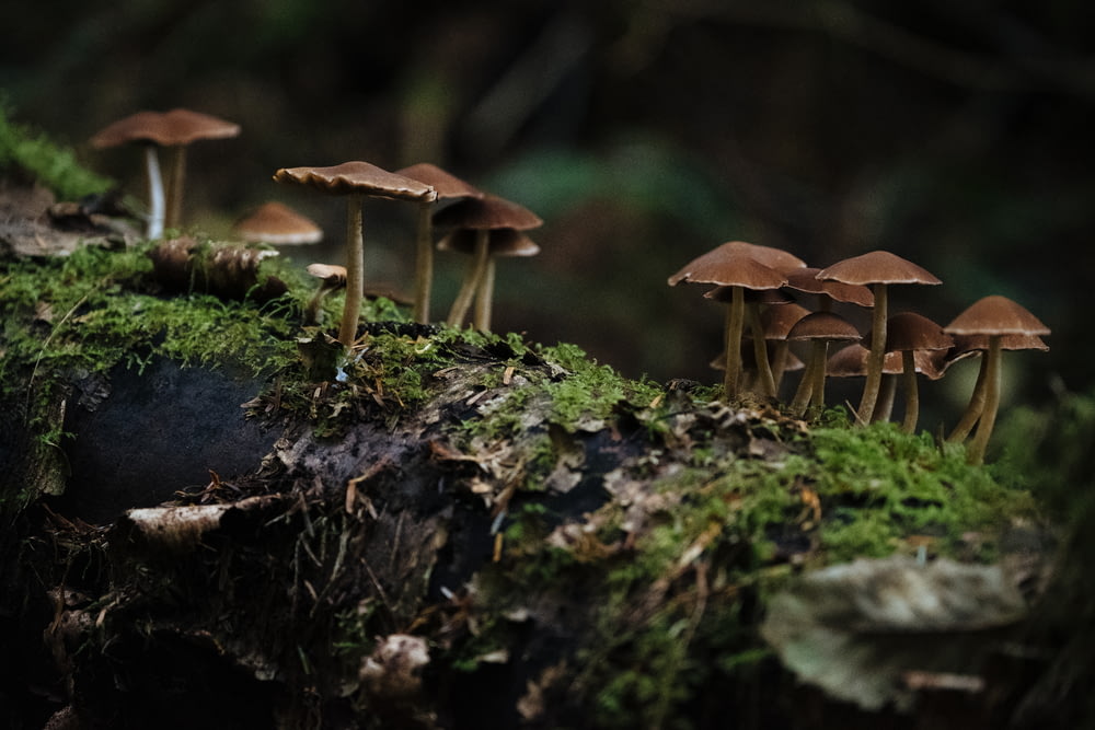 brown mushrooms on green moss