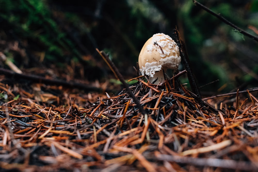 white mushroom on brown dried grass