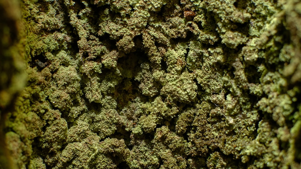 green moss on black surface