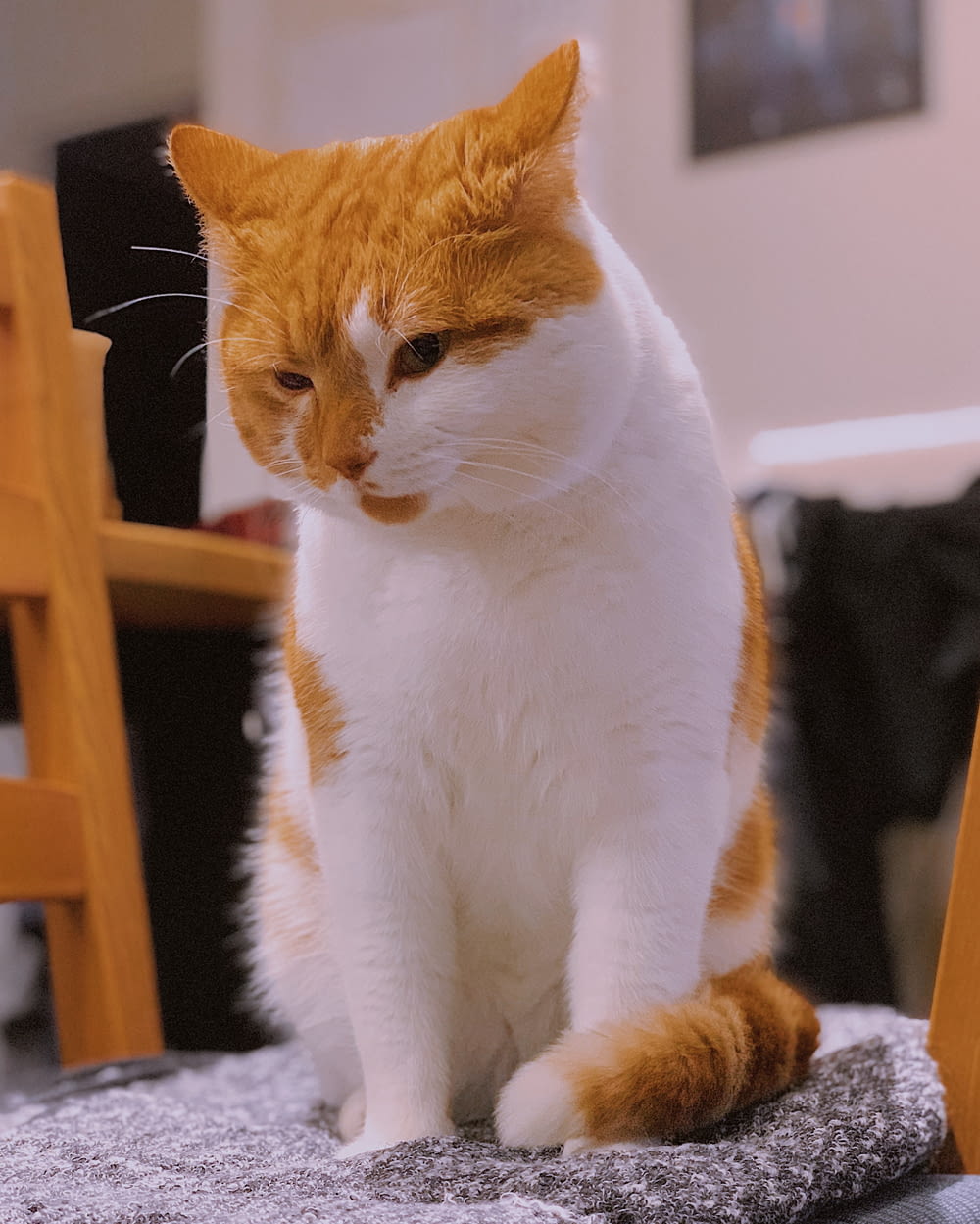 orange and white cat on black textile