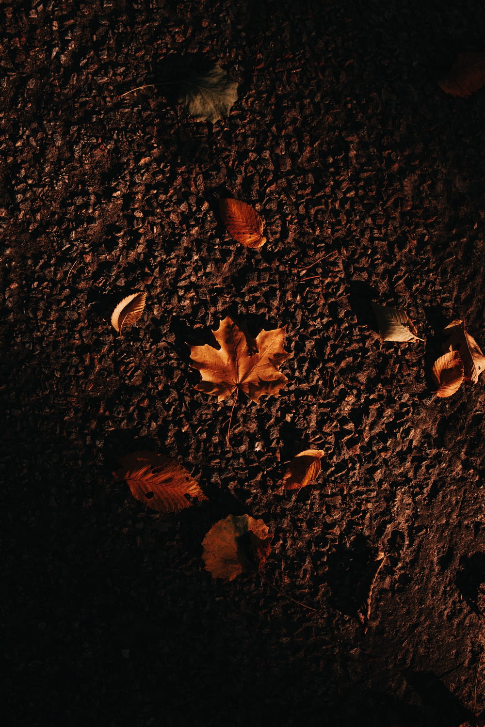 brown leaves on black sand