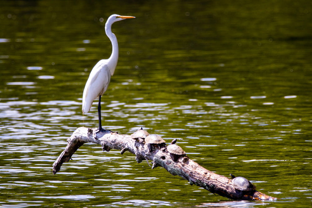 white long beak bird on brown tree branch near body of water during daytime