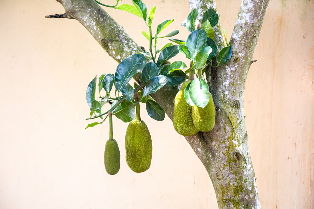 green fruit on tree branch