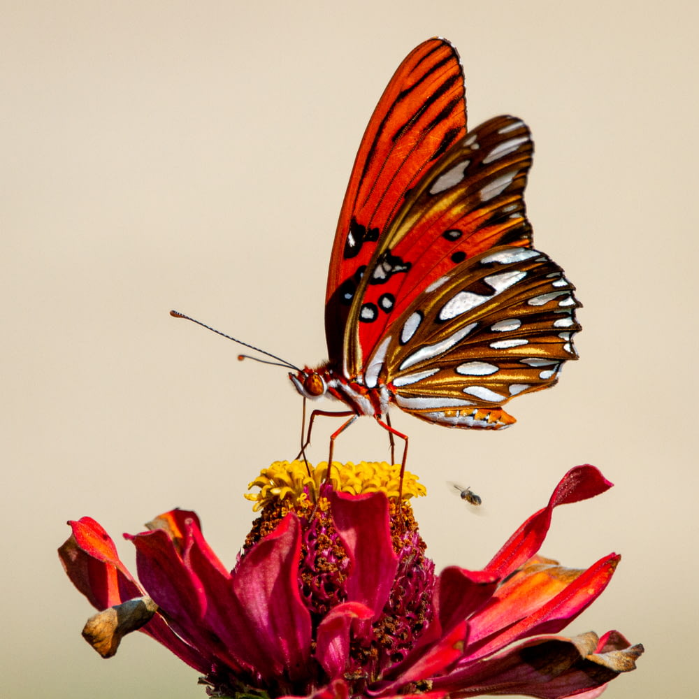 papillon brun et noir sur fleur rouge