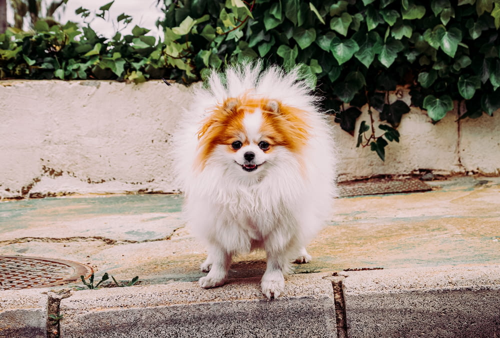 white and brown pomeranian puppy on gray concrete floor during daytime