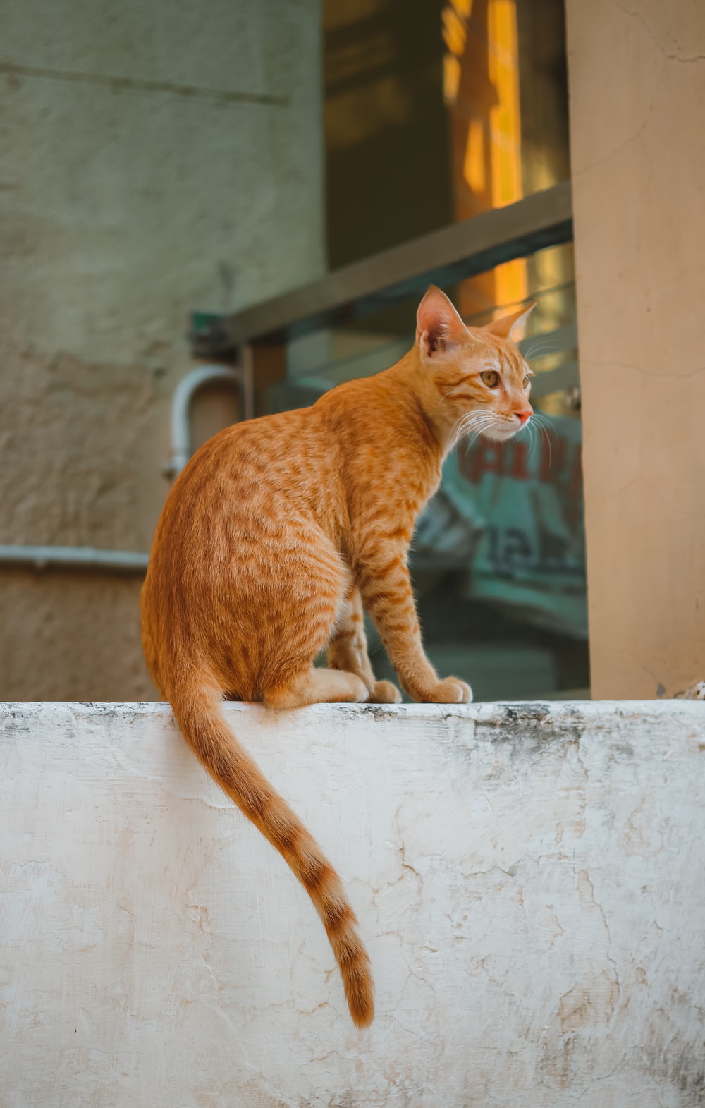 orange tabby cat on white concrete wall