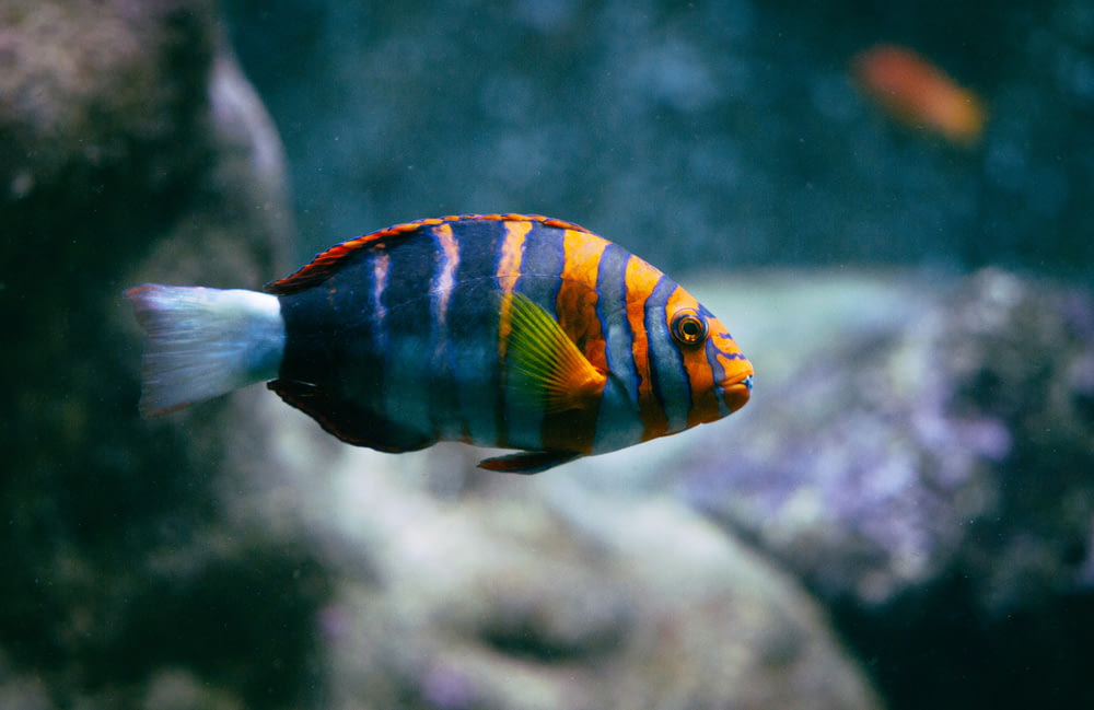 orange and black striped fish