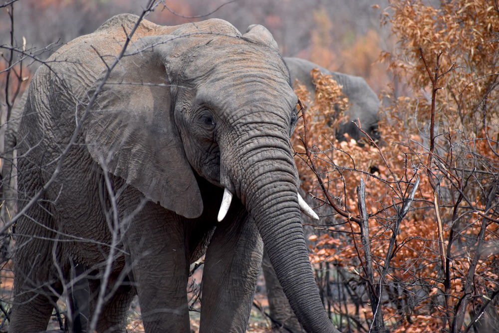 elephant eating dried leaves during daytime