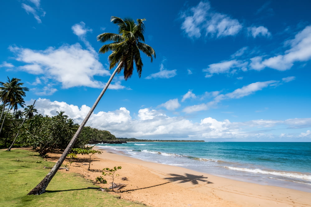 albero di cocco sulla riva della spiaggia durante il giorno