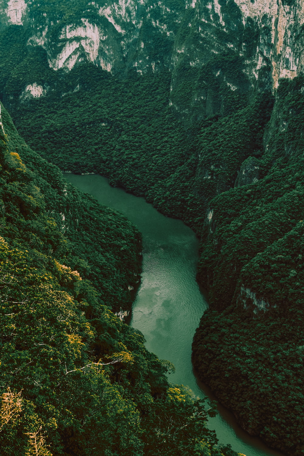 녹색 이끼로 덮인 바위 사이의 강
