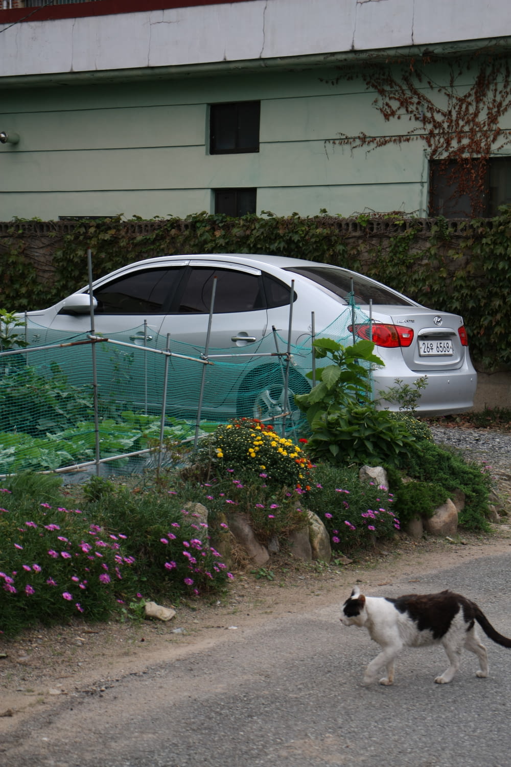 white car parked beside green plants