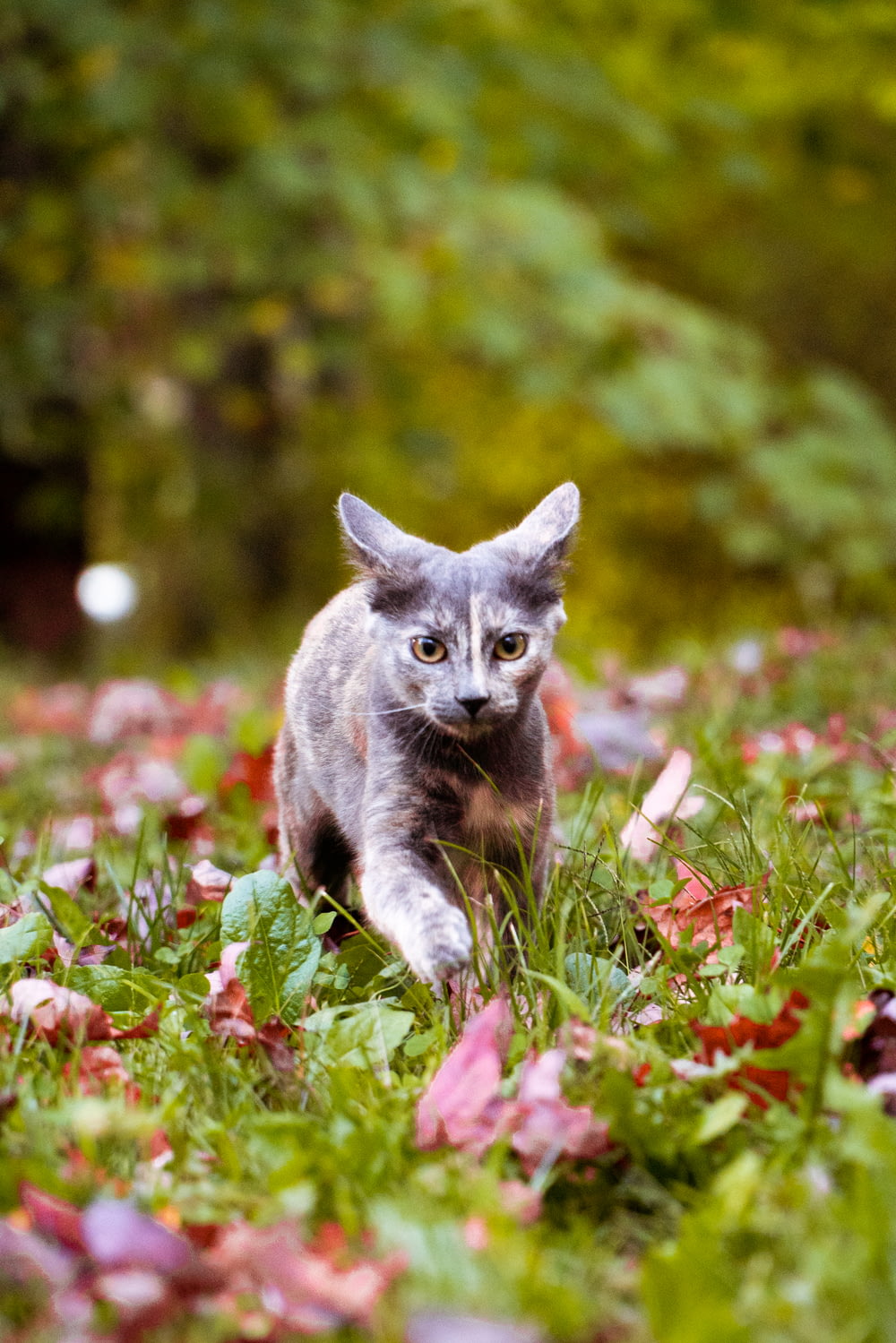 gray cat on green grass during daytime