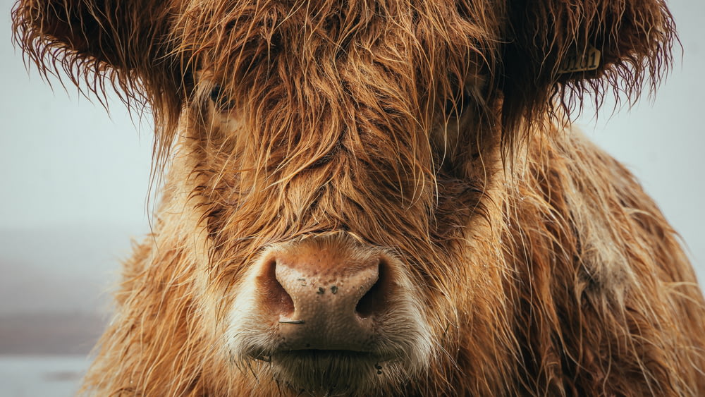 brown cows face in close up photography