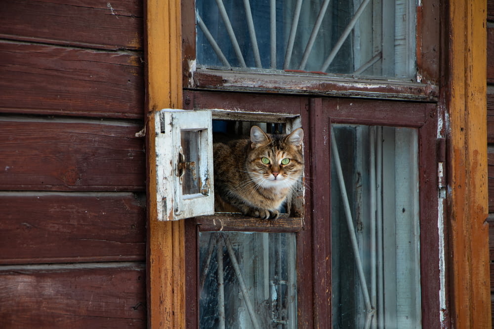 brown tabby cat on window