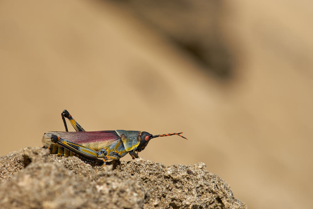 green grasshopper on brown rock