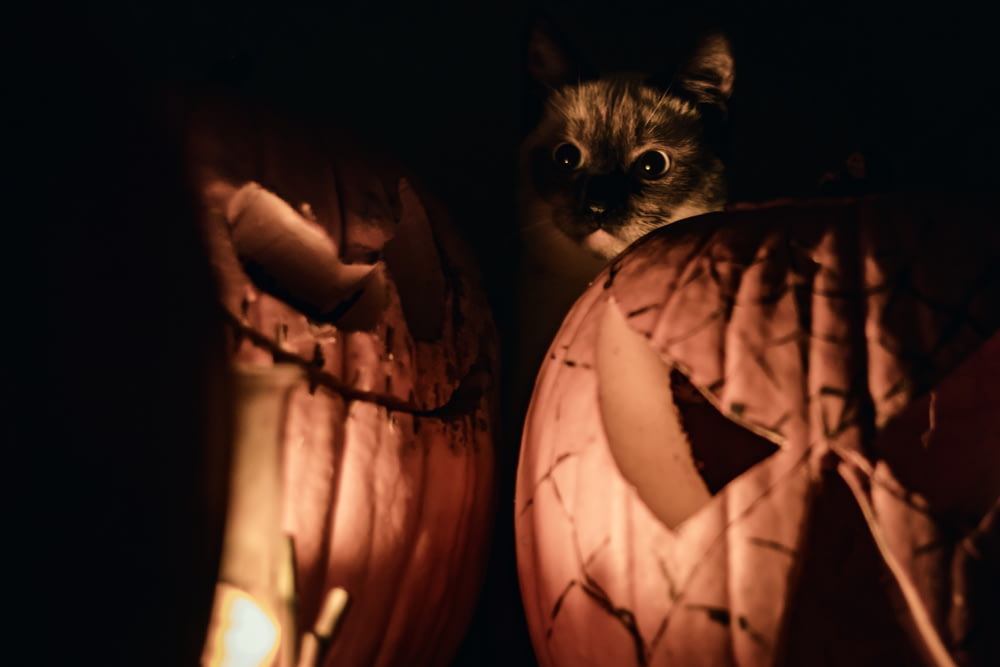 chat tigré brun sur jack o lantern