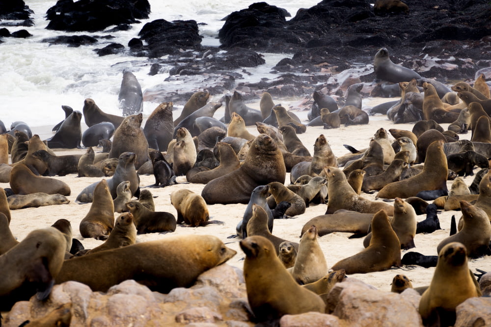 group of sea lions on beach shore