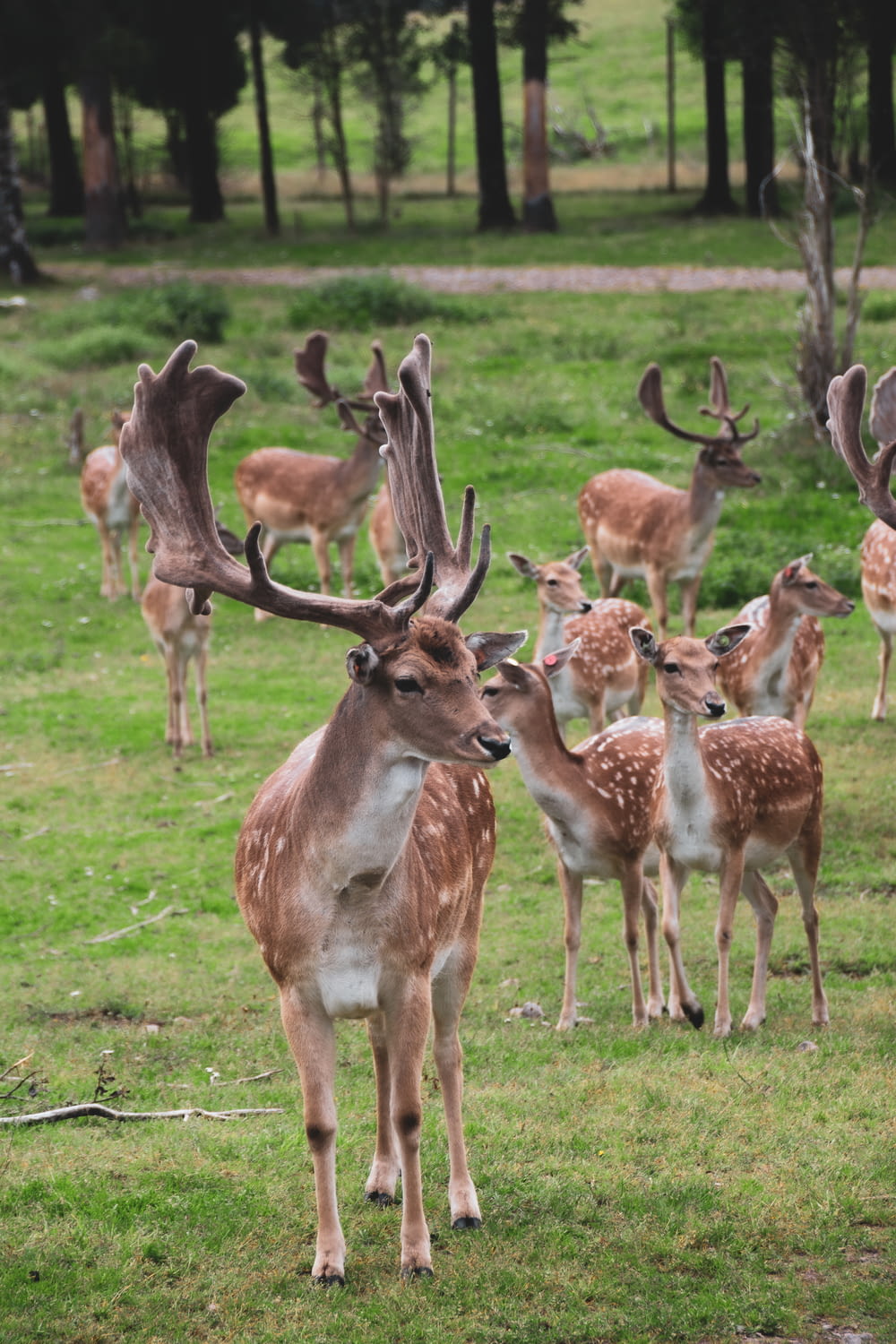 group of deer on green grass field during daytime
