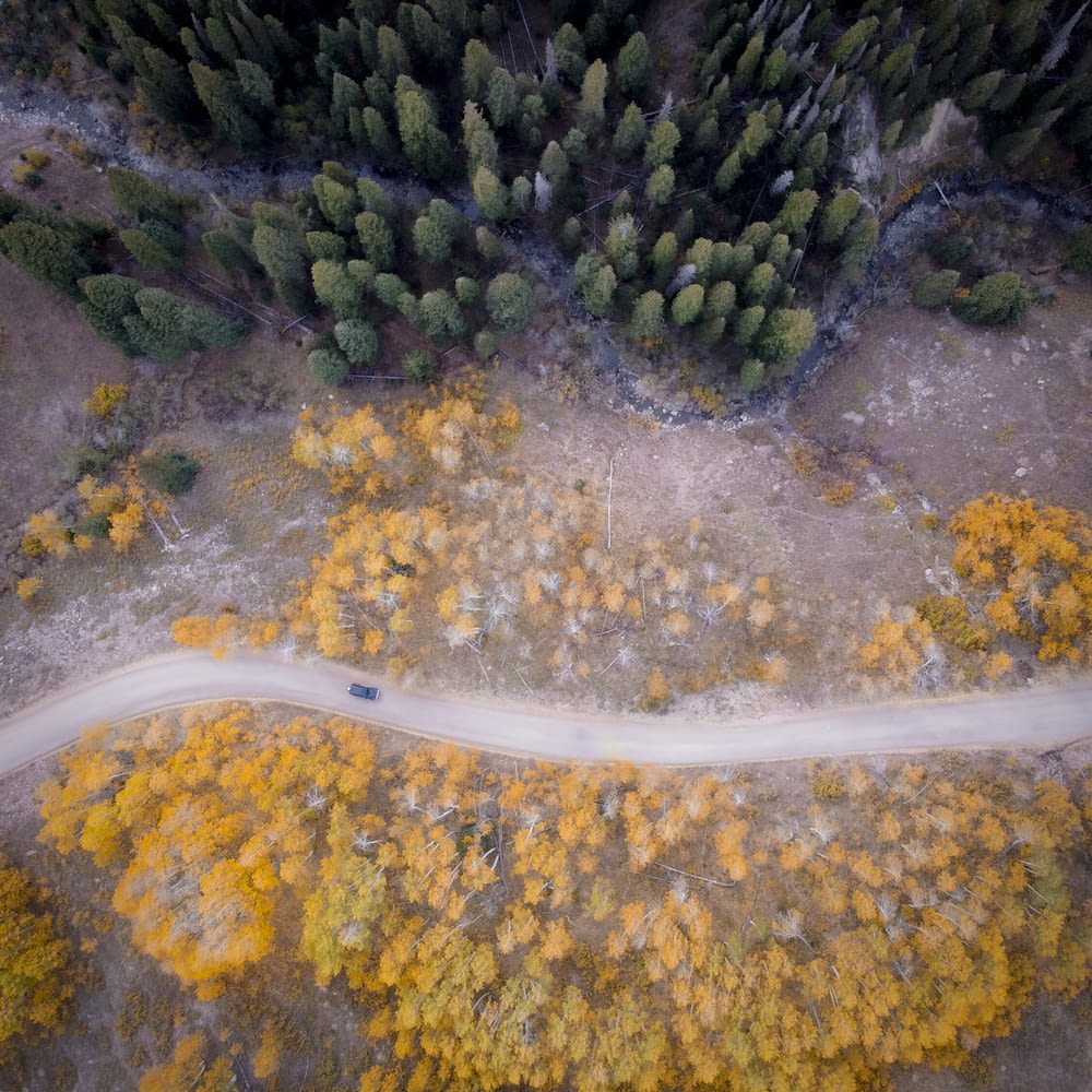 aerial view of green trees and gray road